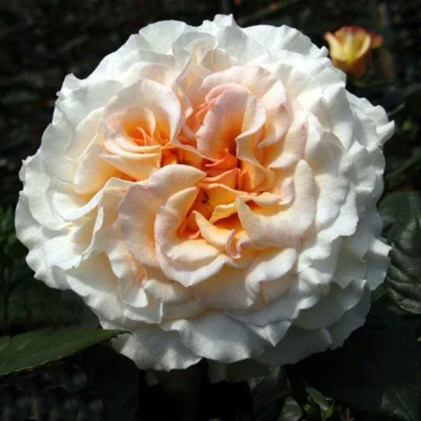 Роза Комтесса