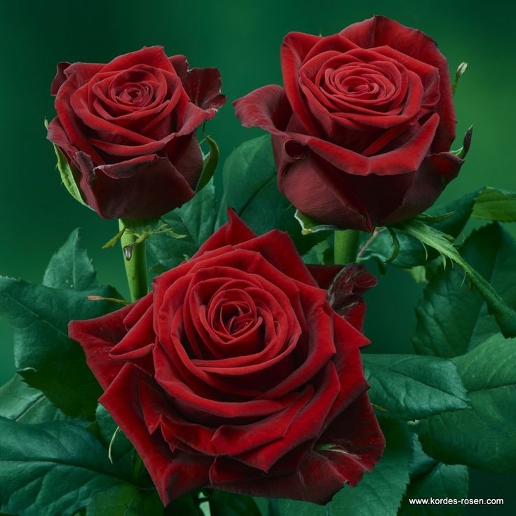 Роза Кон Аморе 2