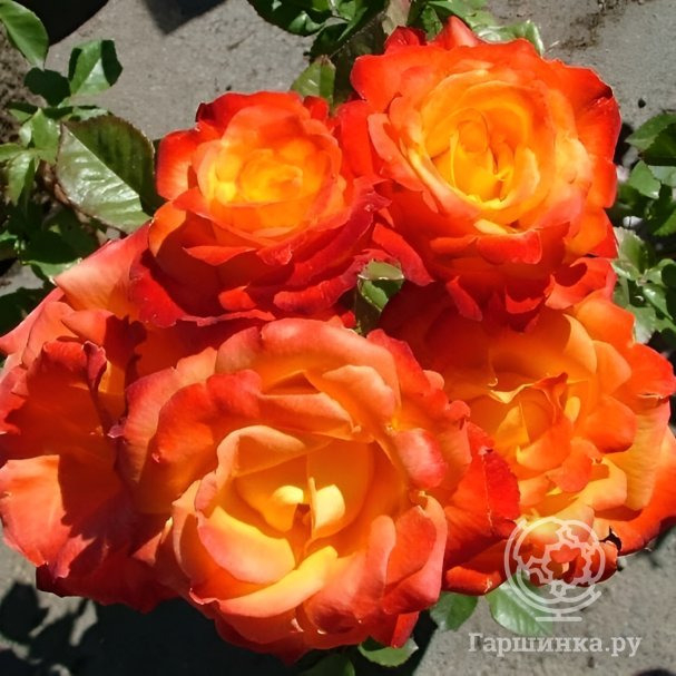 Роза Конфетти 3