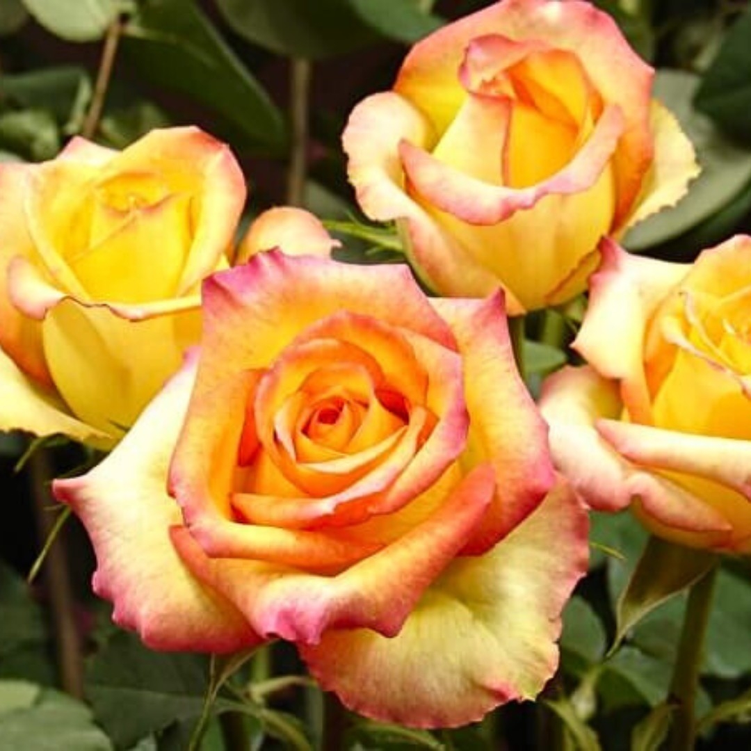 Роза Конфетти 4