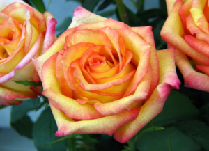 Роза Конфетти