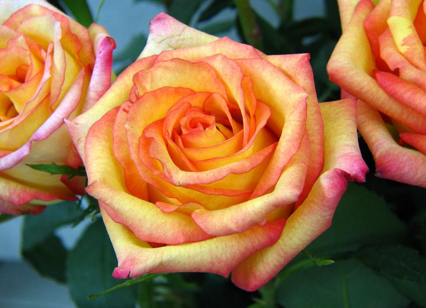 Роза Конфетти