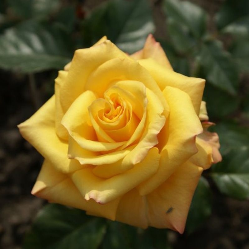 Роза Конго 2