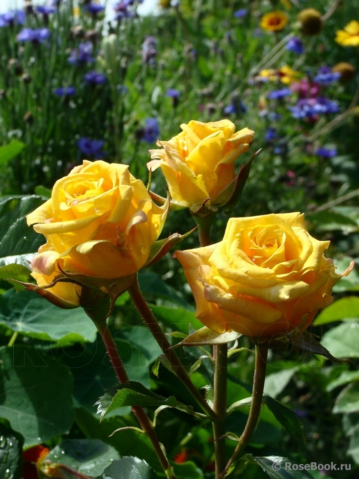 Роза Конго 3