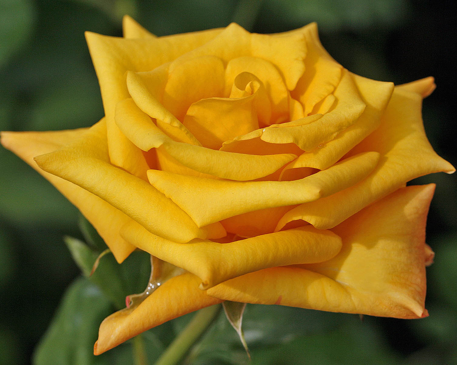 Роза Конго 4