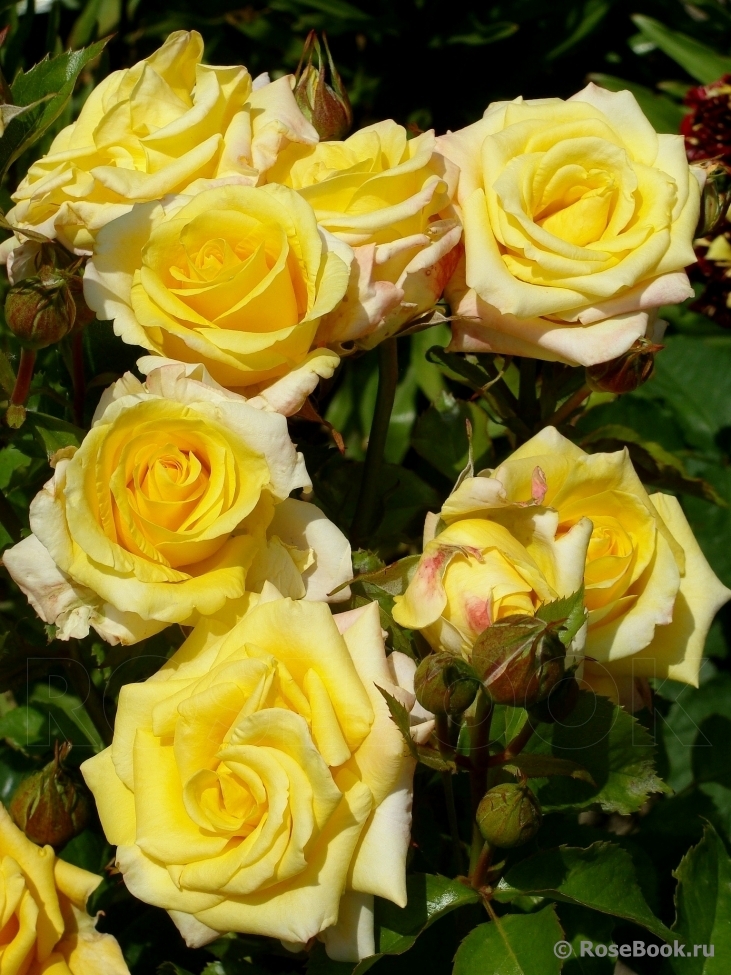 Роза Конго 5