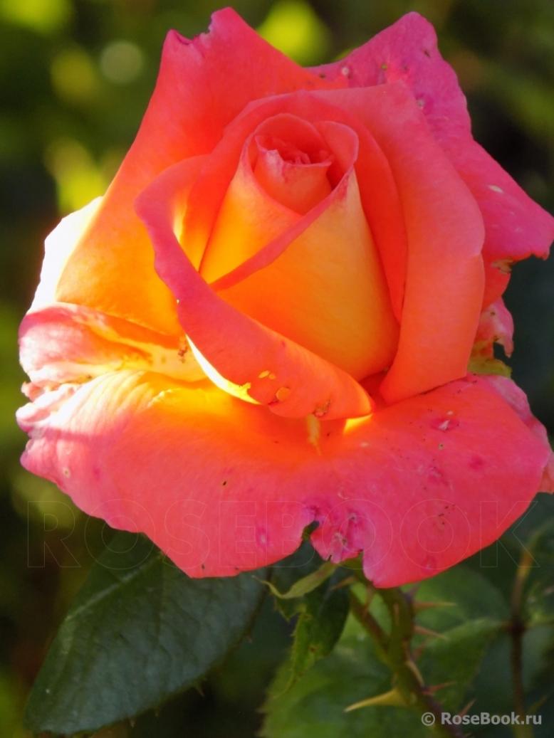 Роза Коника 2