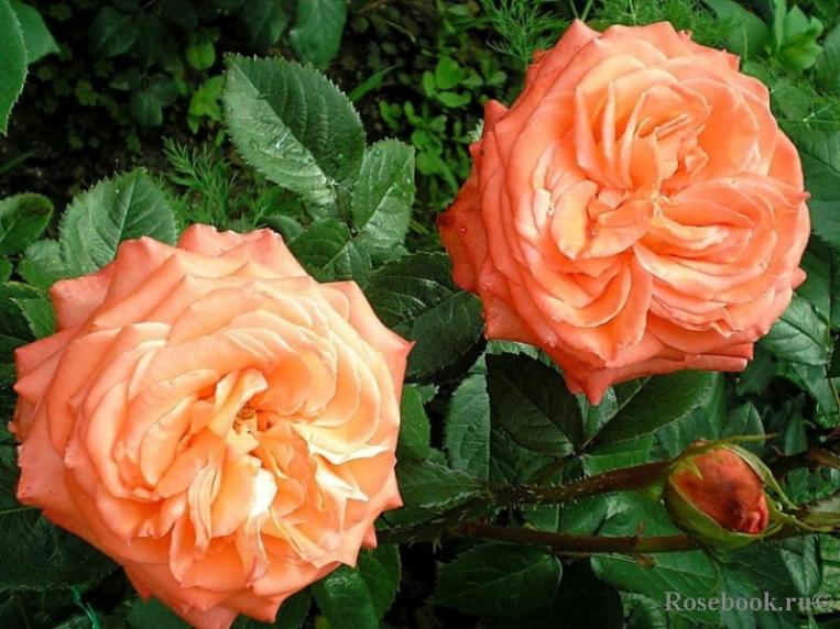 Роза Коника