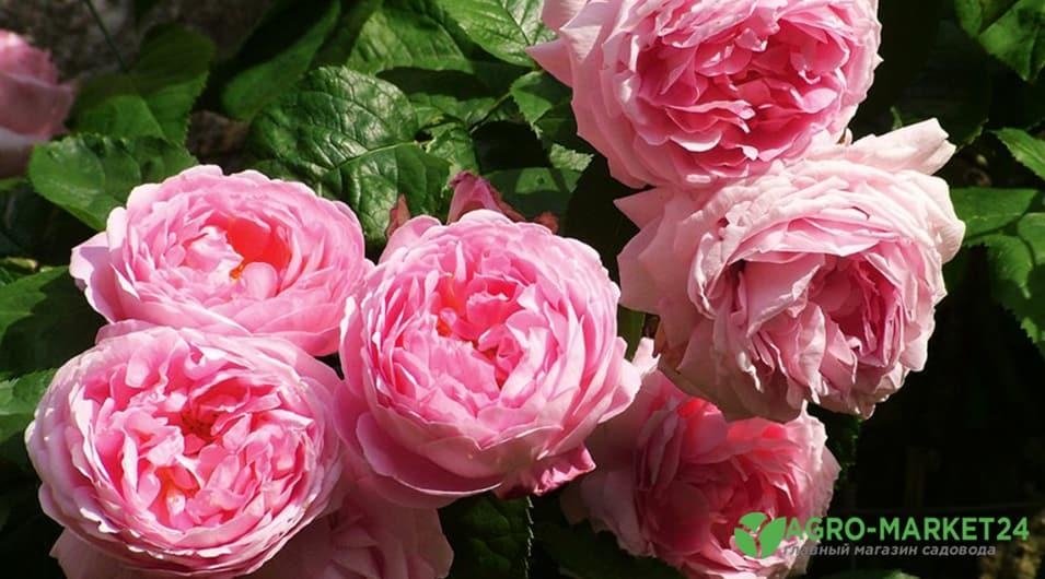 Роза Конкорд 4