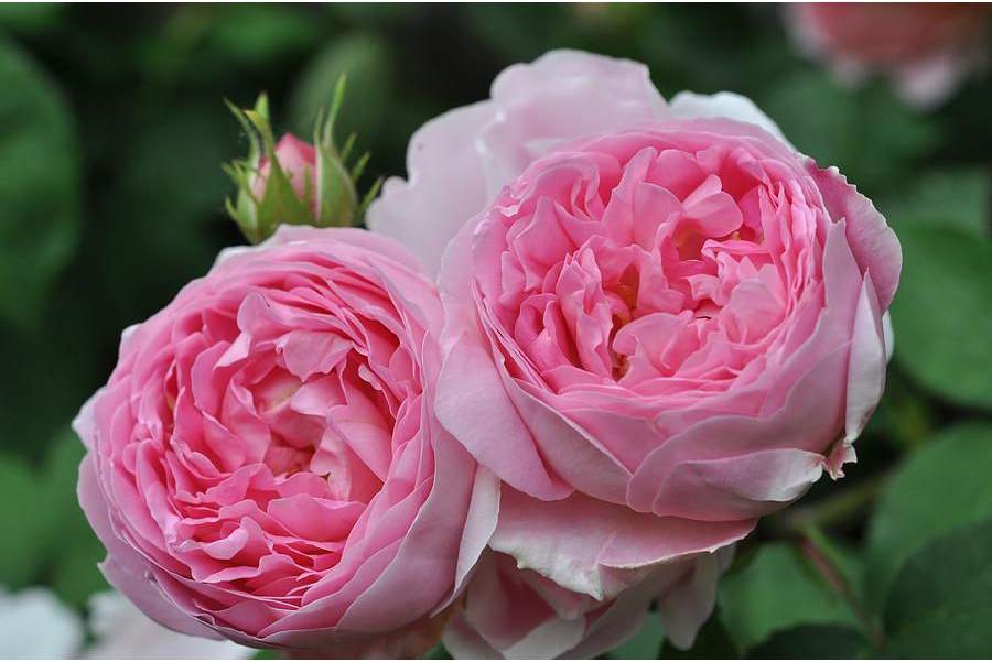 Роза Конкорд