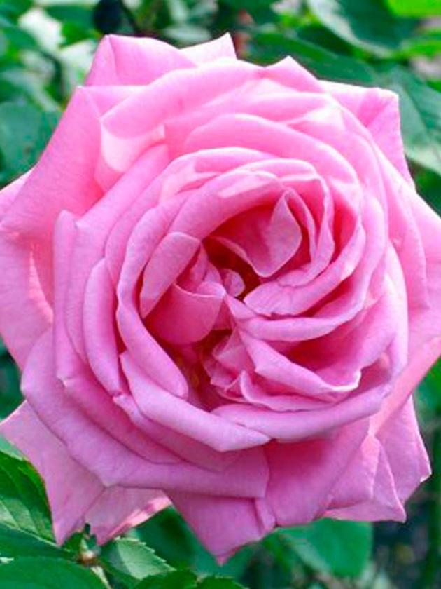 Роза Конрад Фердинанд Мейер 2