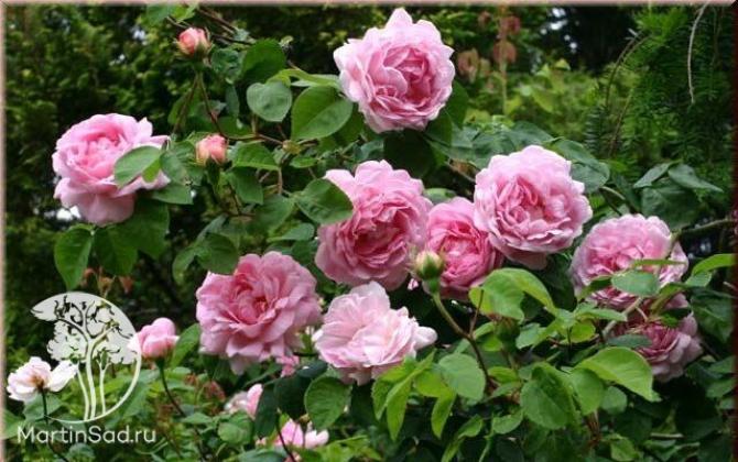 Роза Конрад Фердинанд Мейер 3