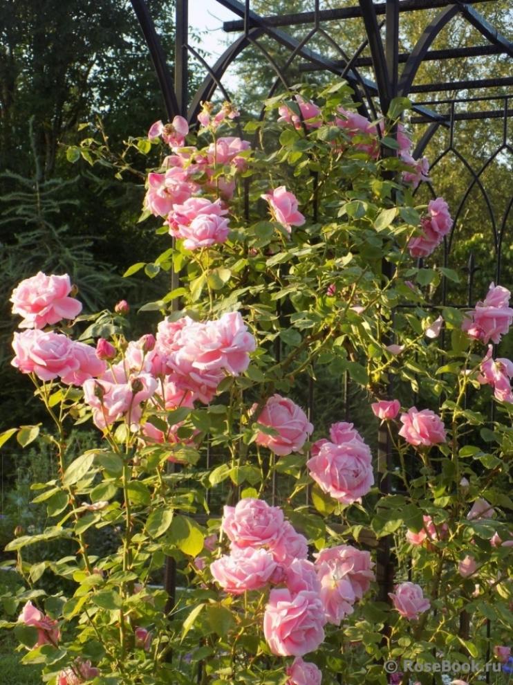 Роза Конрад Фердинанд Мейер 4