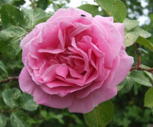 Роза Конрад Фердинанд Мейер