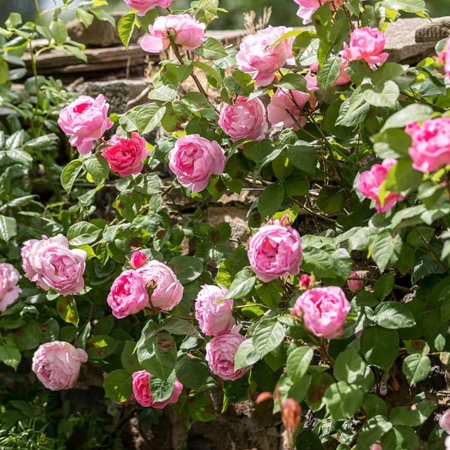 Роза Констанс Спрей 2