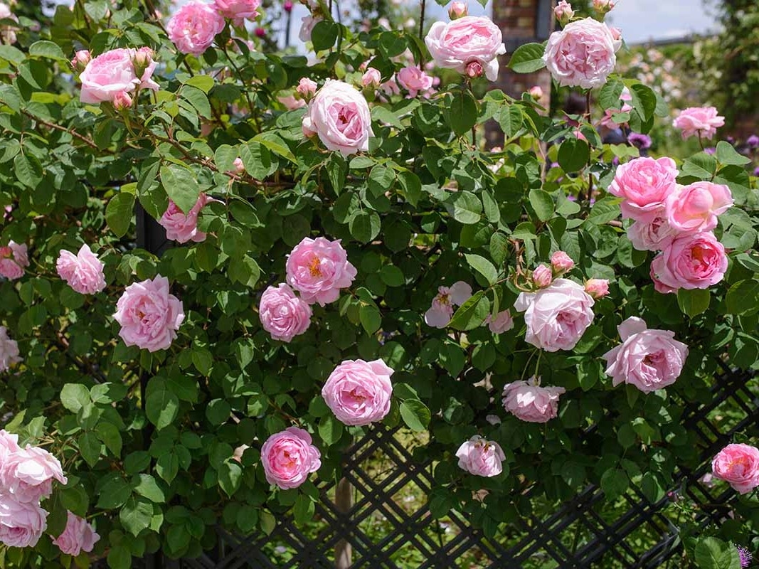 Роза Констанс Спрей 4