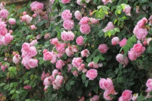 Роза Констанс Спрей