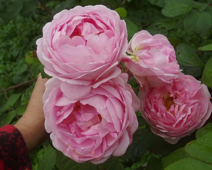 Роза Констанс Спрей 5