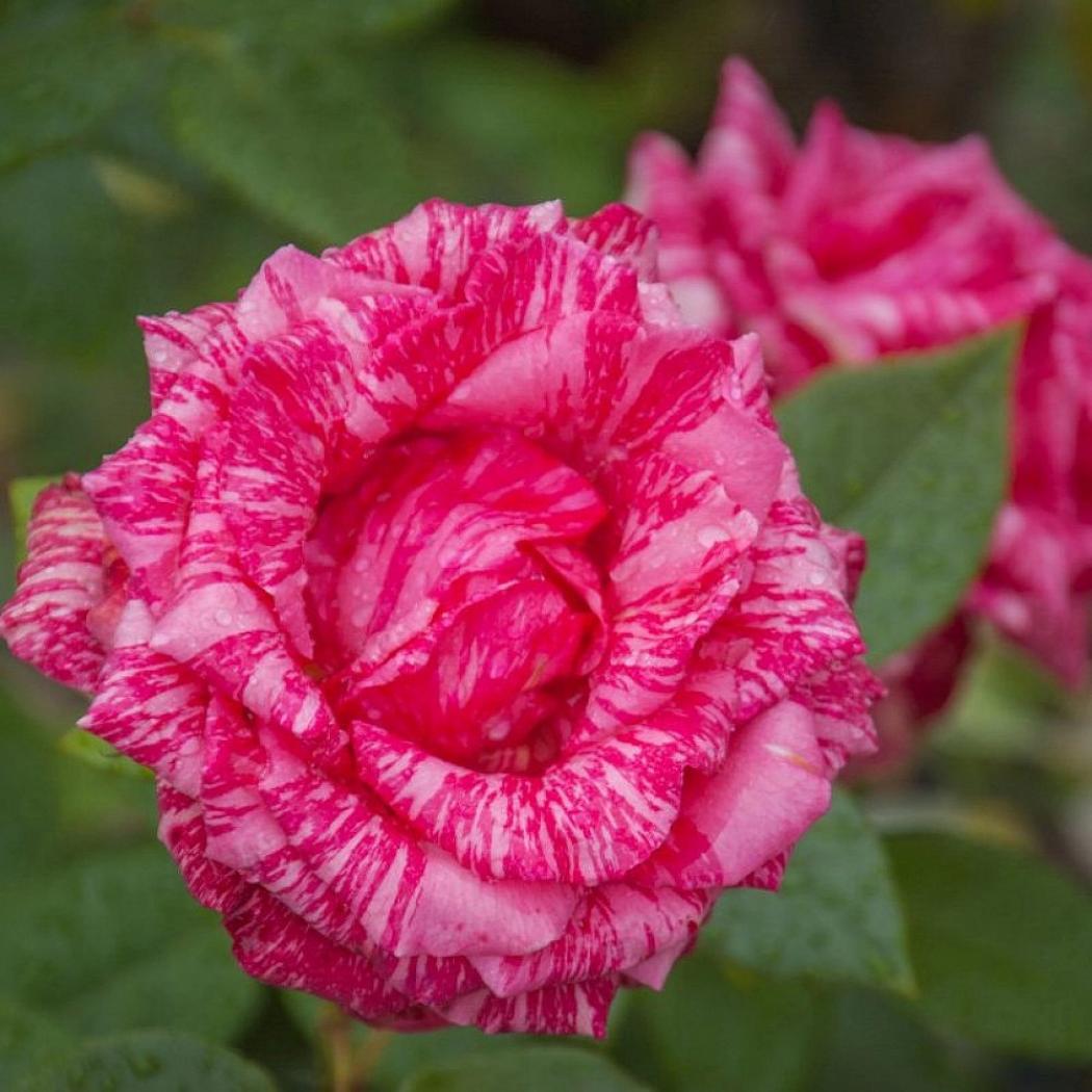 Роза Константина Фреска 2