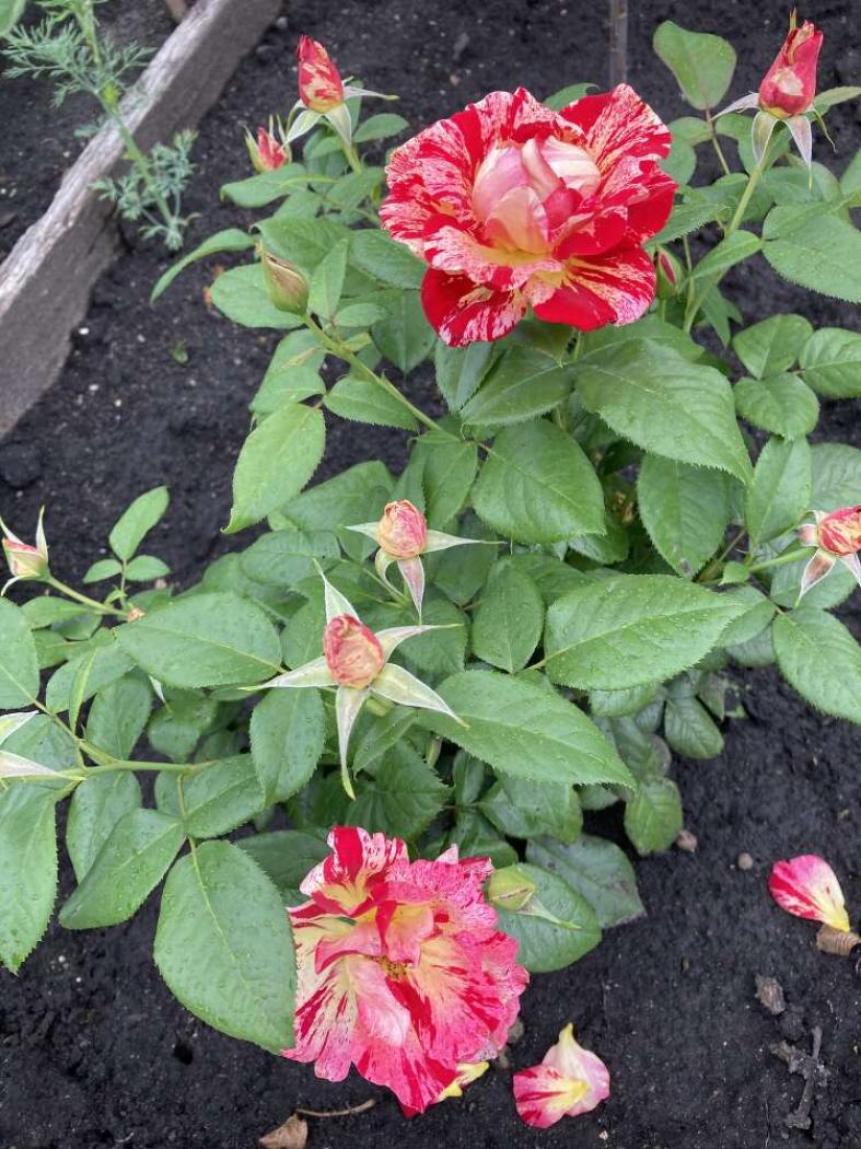 Роза Константина Фреска 3