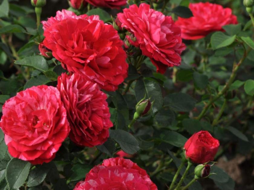 Роза Константина Фреска 4