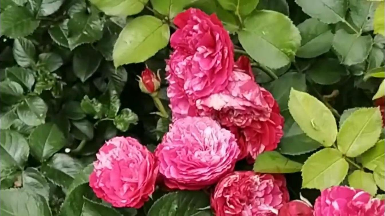 Роза Константина Фреска