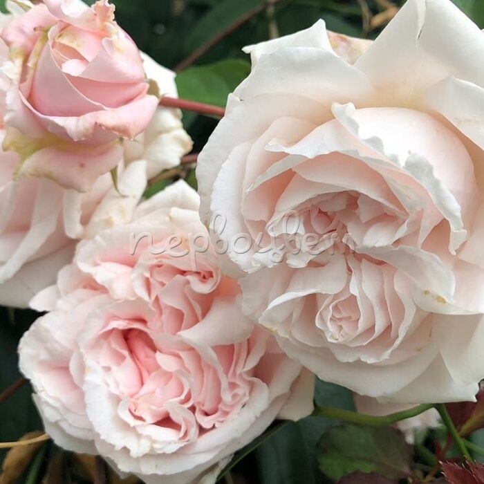 Роза Констанца Моцарт 3