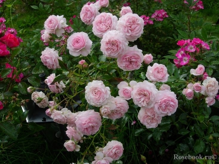 Роза Констанца Моцарт 5