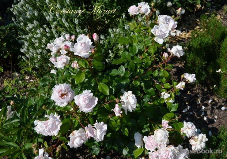 Роза Констанца Моцарт 6