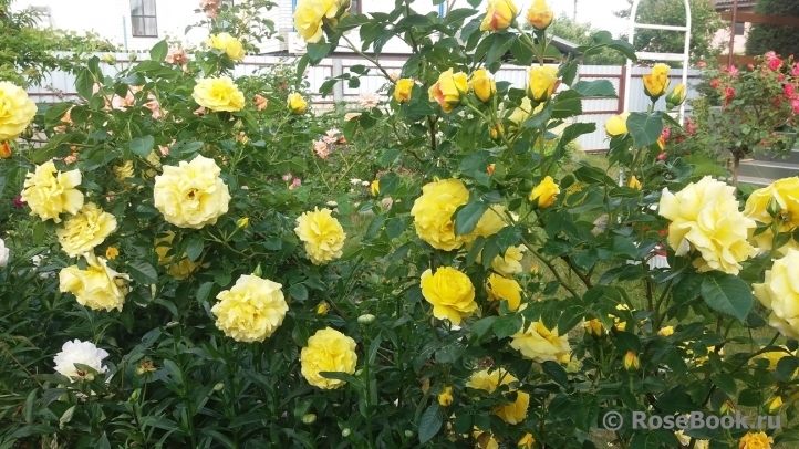 Роза Консуэлла 2