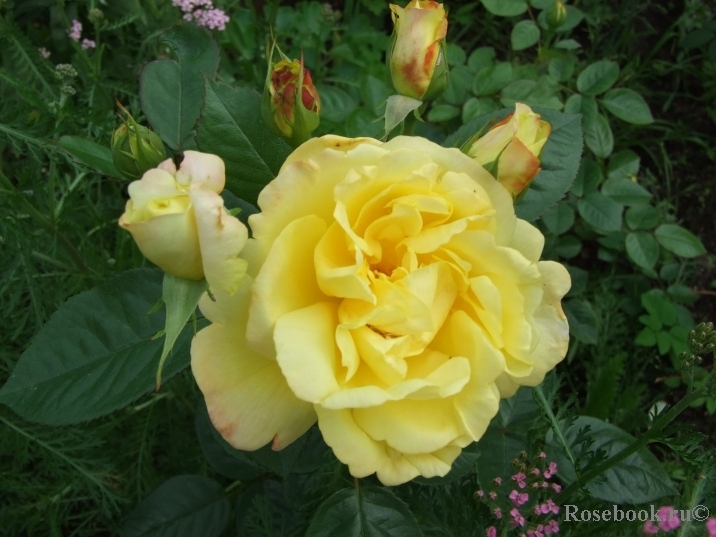 Роза Консуэлла 3