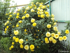 Роза Консуэлла