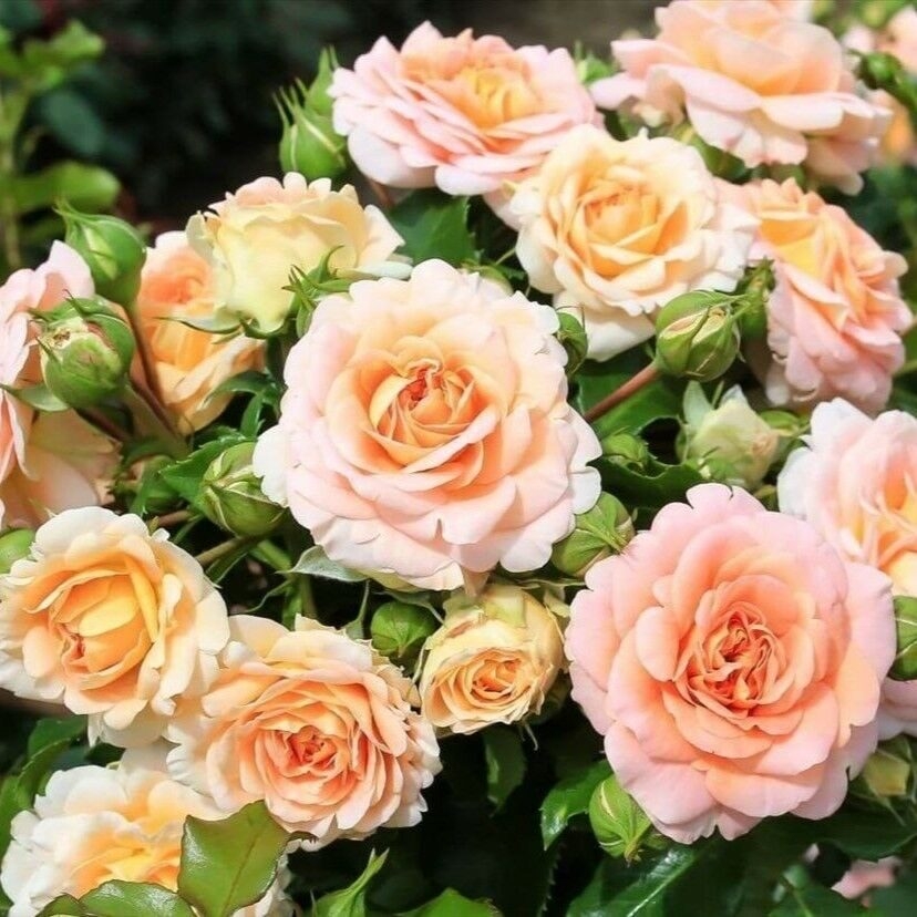 Роза Концерто 94 2