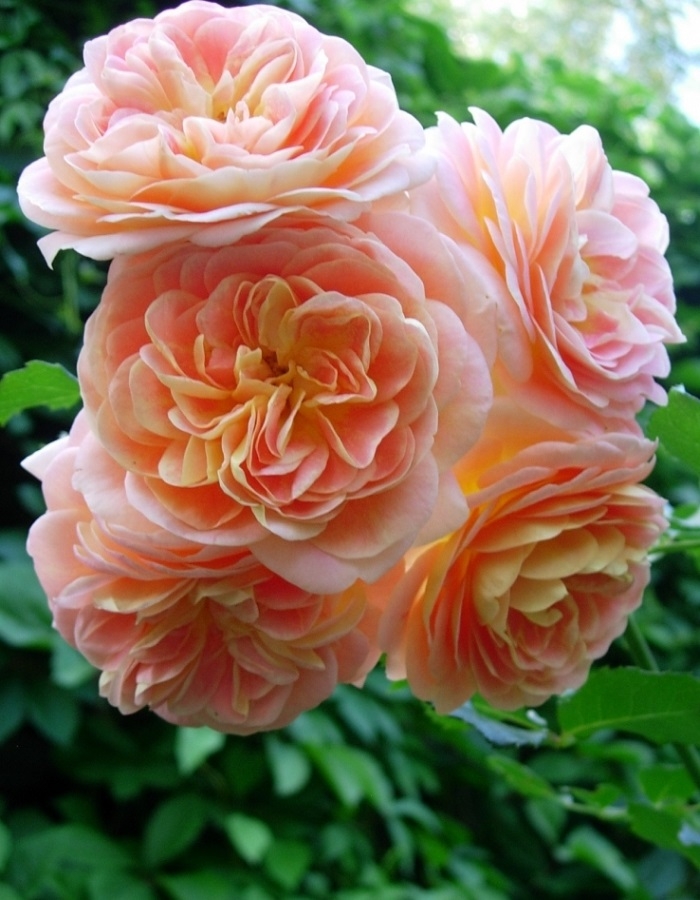 Роза Концерто 94 3