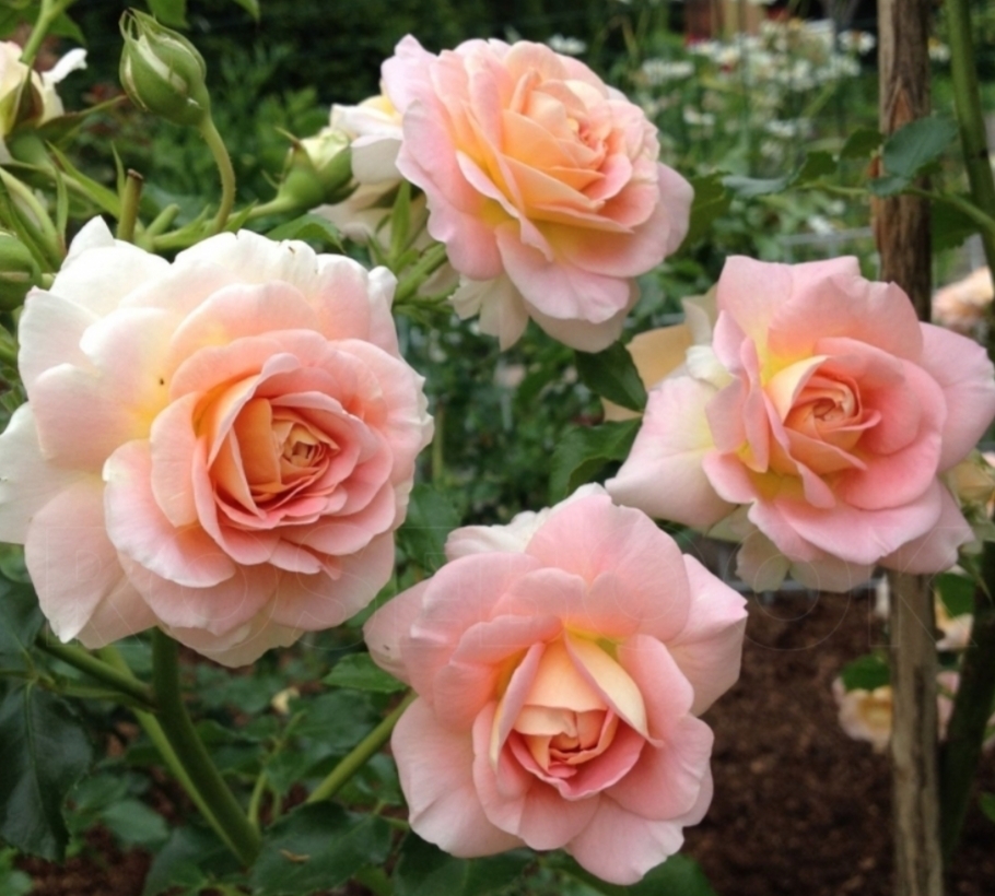 Роза Концерто 94 4