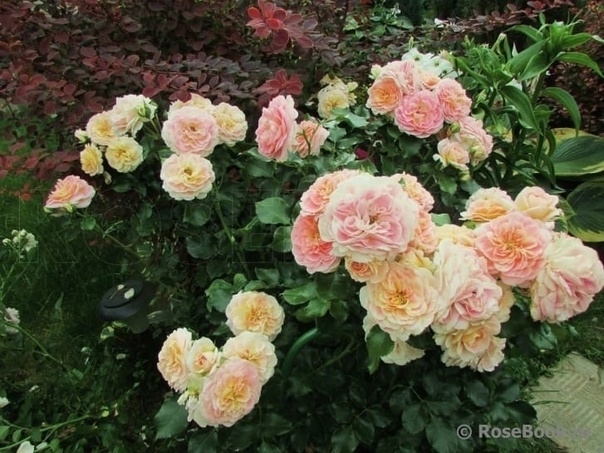 Роза Концерто 94 5