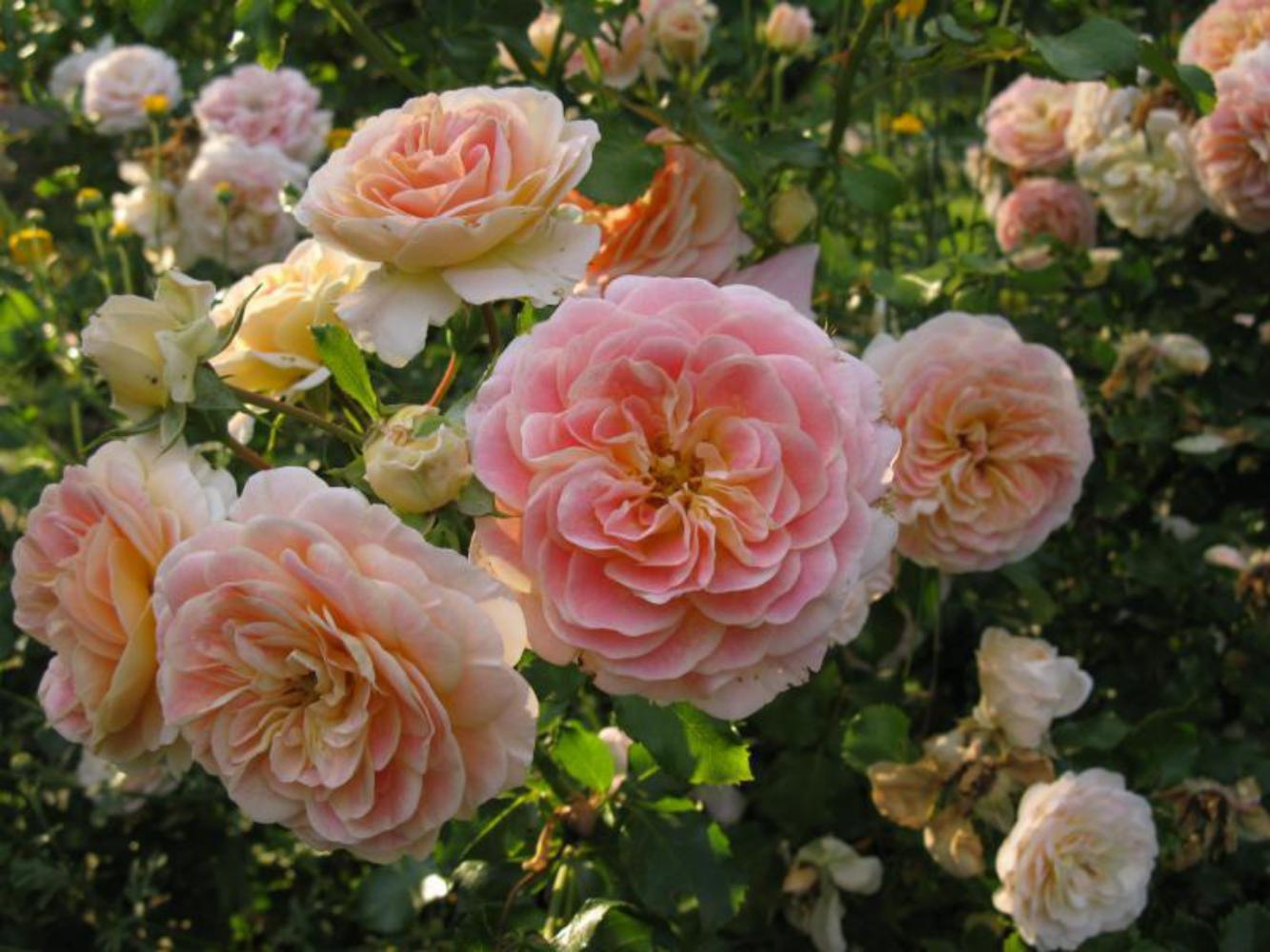 Роза Концерто 94 6