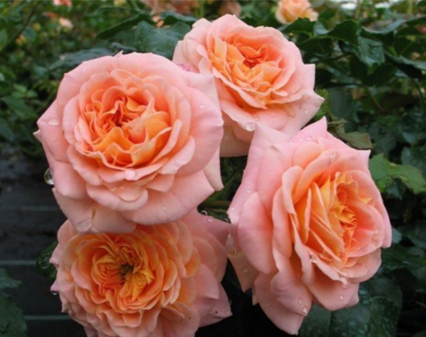 Роза Концерто 94