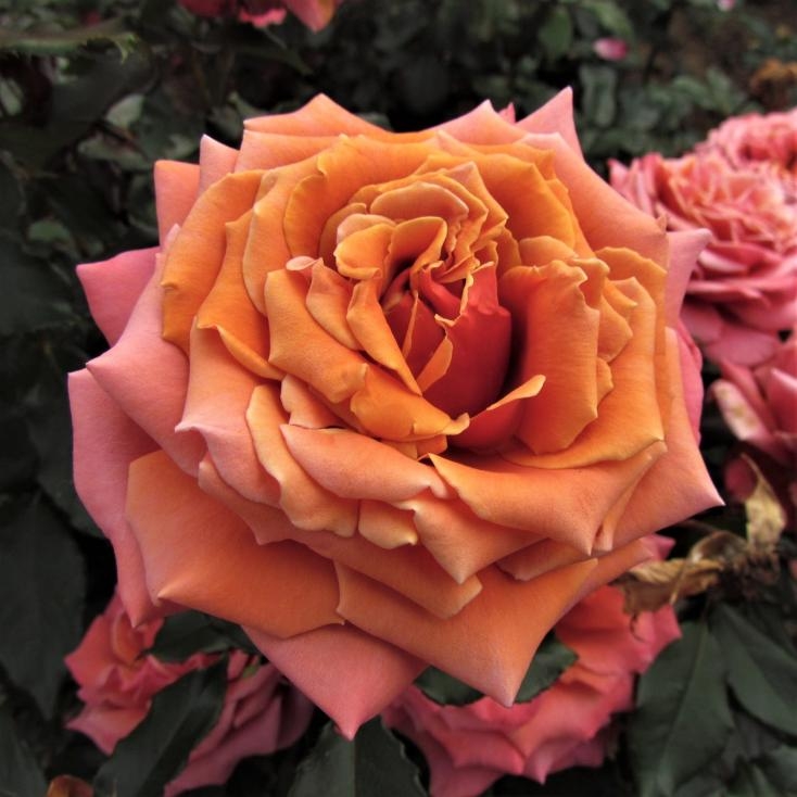 Роза Коппер Лайт 3