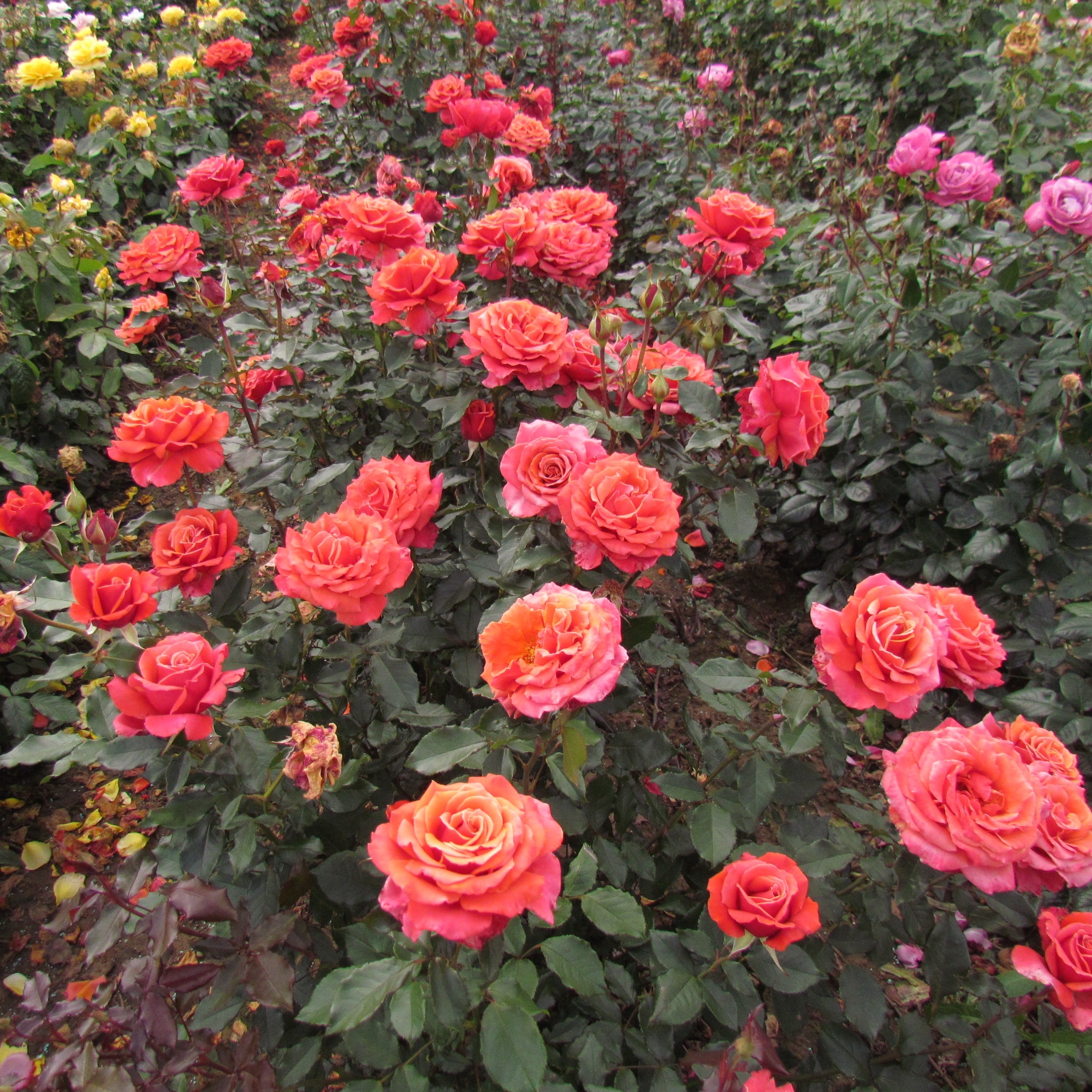 Роза Коппер Лайт 4