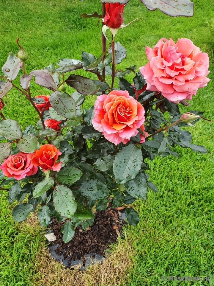 Роза Коппер Лайт 5