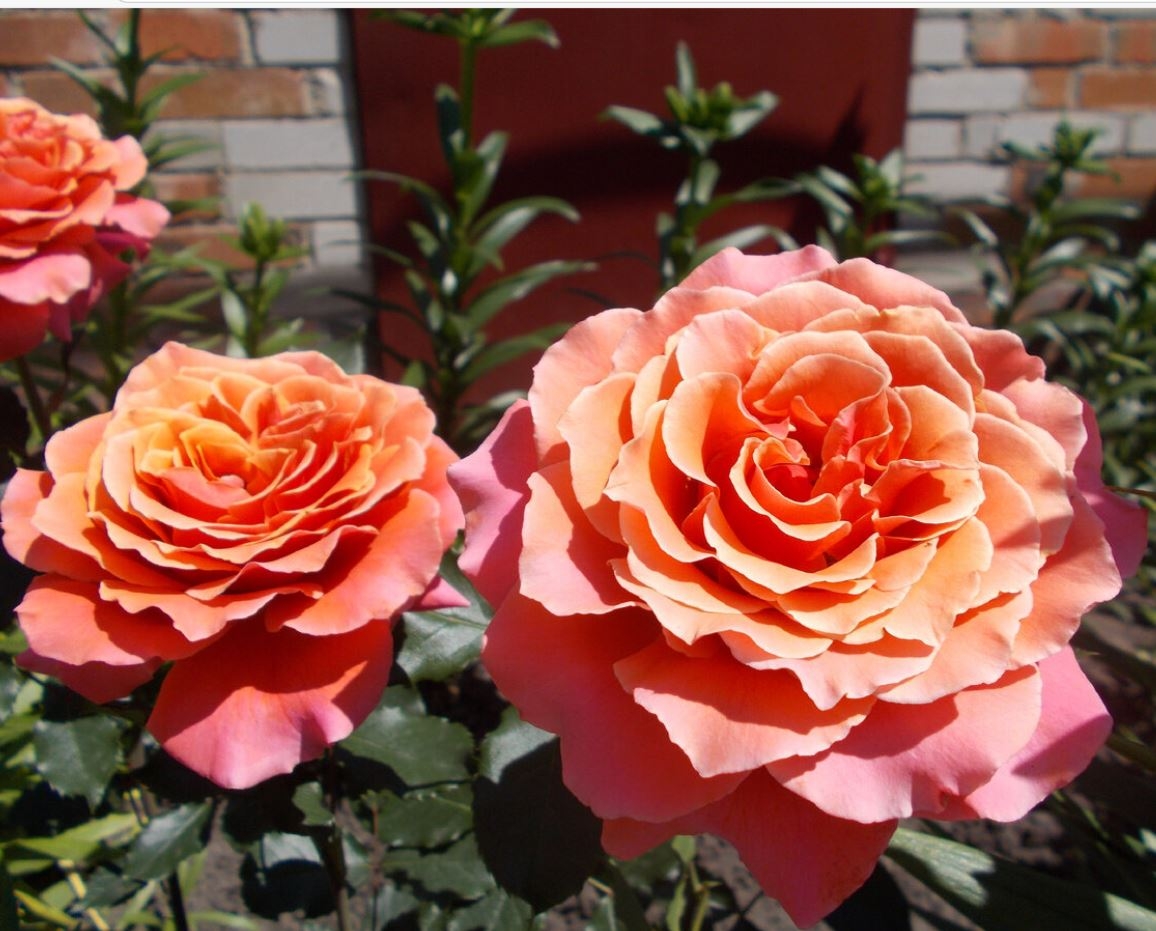 Роза Коппер Лайт