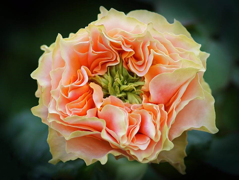 Роза Копперфильд 2