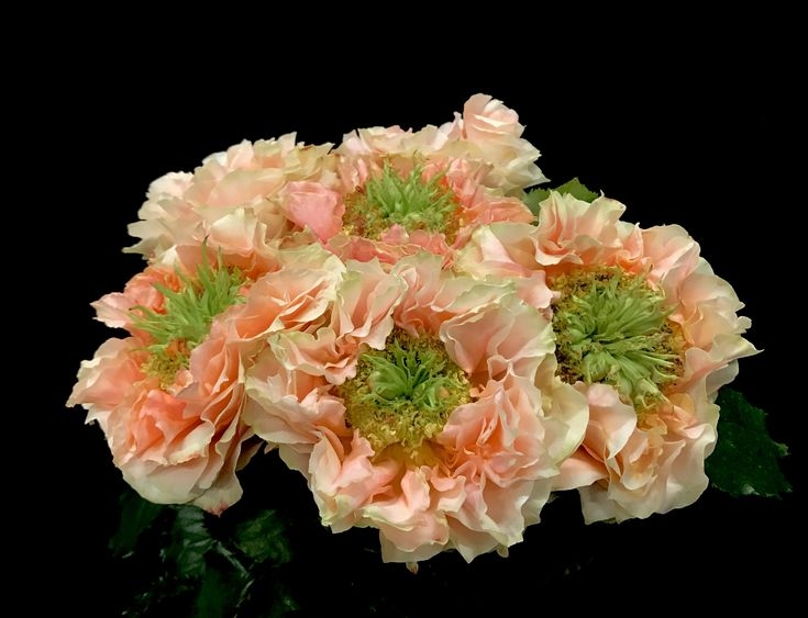 Роза Копперфильд 3