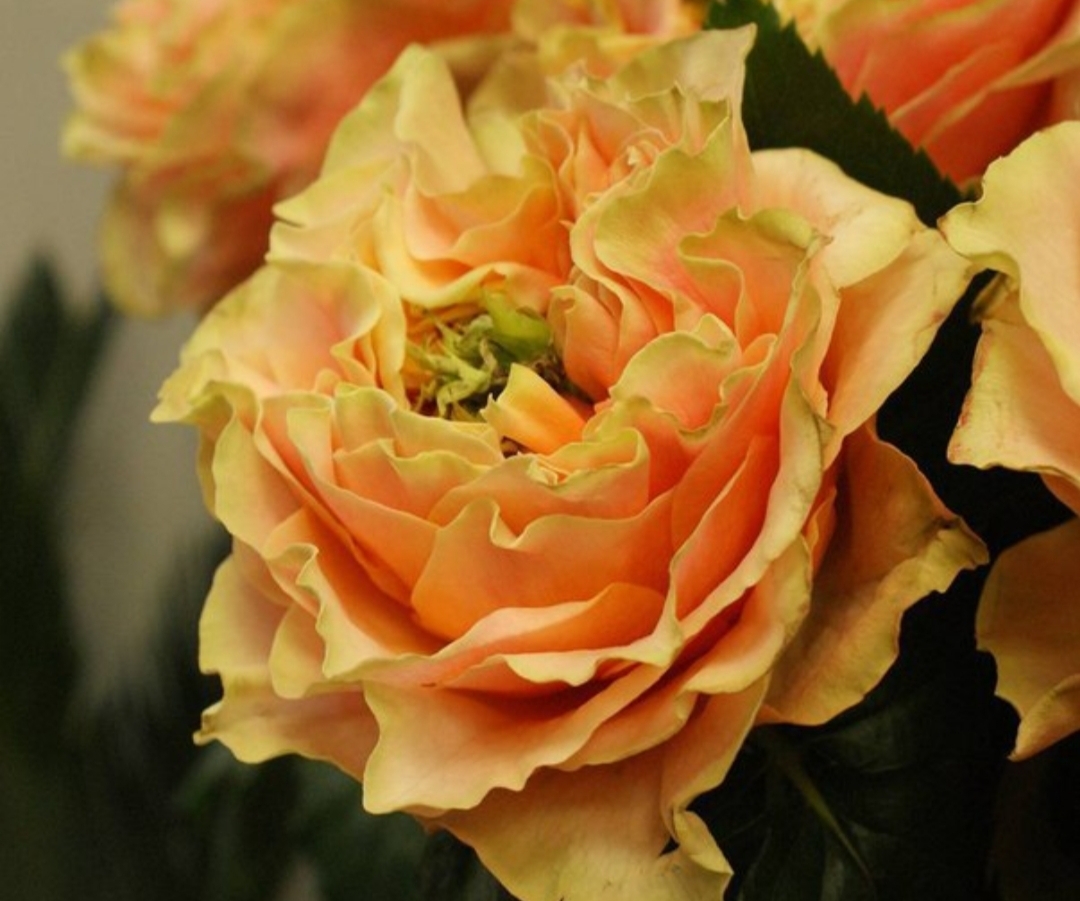 Роза Копперфильд 4