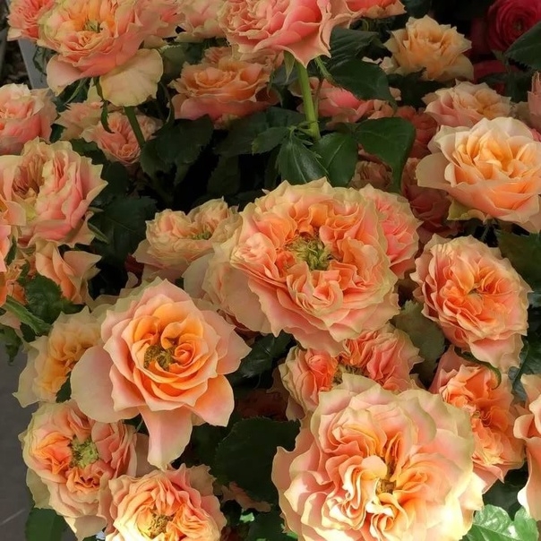 Роза Копперфильд 5