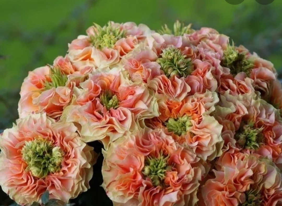 Роза Копперфильд 6