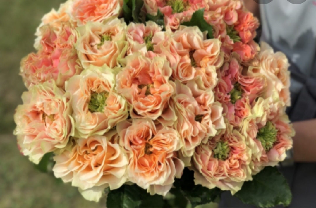 Роза Копперфильд