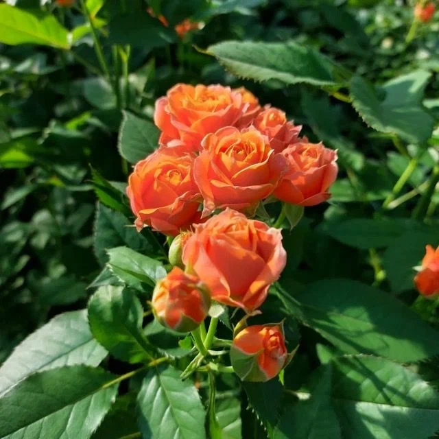 Роза Корал Баблс 2