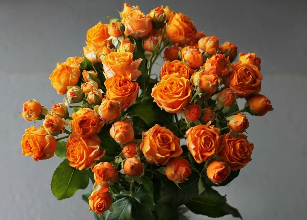 Роза Корал Баблс 3